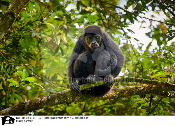 black howler / JR-05379