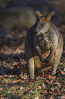 standing Black Pademelon