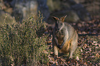 standing Black Pademelon