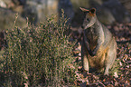 standing Black Pademelon