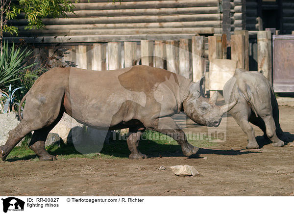 kmpfende Nashrner / fighting rhinos / RR-00827