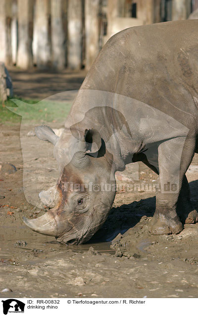 trinkendes Nashorn / drinking rhino / RR-00832