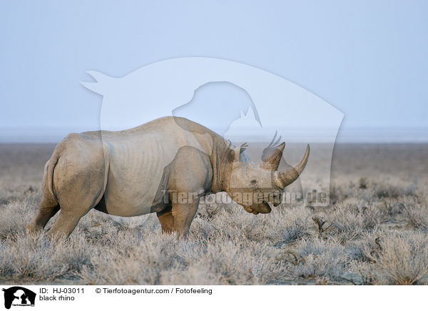 black rhino / HJ-03011