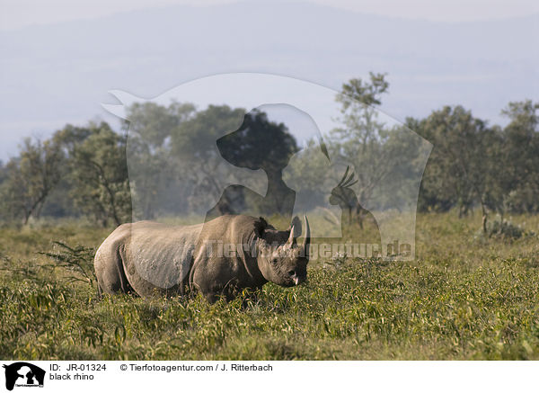 black rhino / JR-01324
