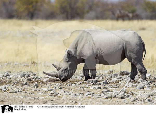 black rhino / MBS-11769