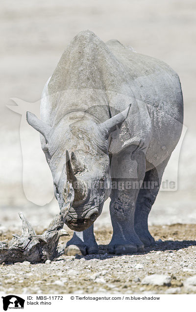 Spitzmaulnashorn / black rhino / MBS-11772
