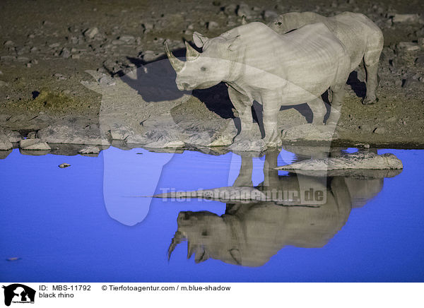 Spitzmaulnashorn / black rhino / MBS-11792