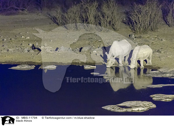 Spitzmaulnashrner / black rhinos / MBS-11794
