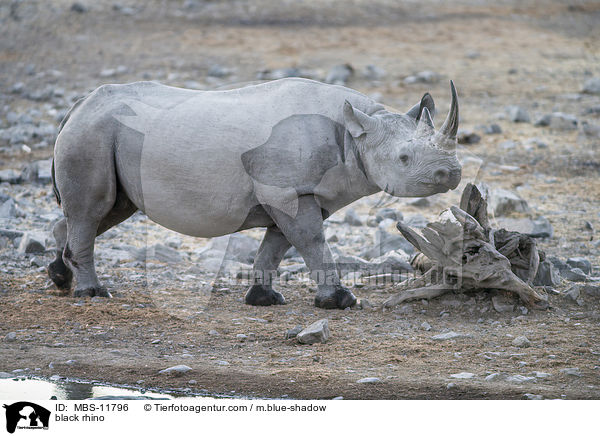 black rhino / MBS-11796