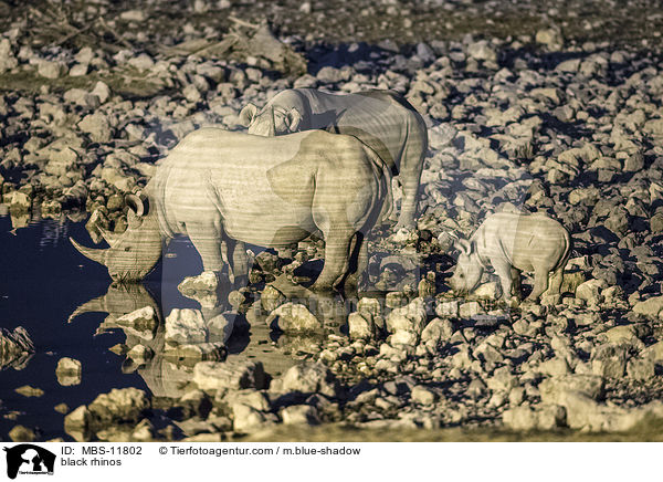 black rhinos / MBS-11802