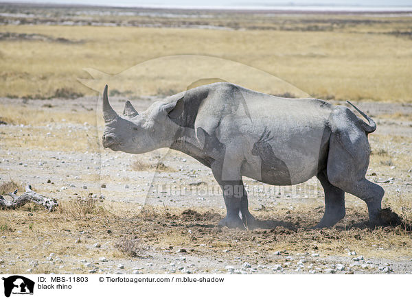 Spitzmaulnashorn / black rhino / MBS-11803