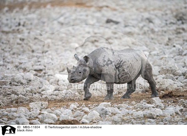 Spitzmaulnashorn / black rhino / MBS-11804