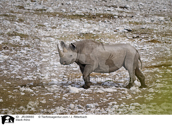 Spitzmaulnashorn / black rhino / JR-06660