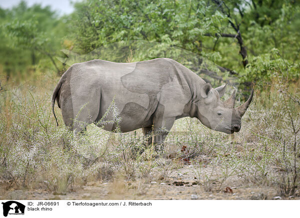 Spitzmaulnashorn / black rhino / JR-06691