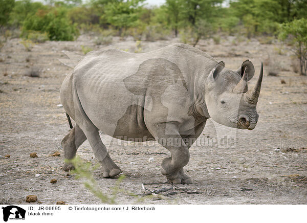 black rhino / JR-06695