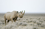 black rhino