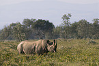 black rhino