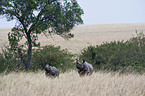 black rhinos