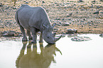 black rhino