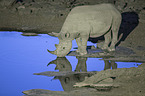 black rhino