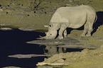 black rhino