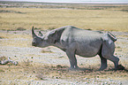 black rhino