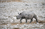 black rhino