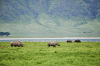 Black Rhinoceros
