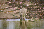 black rhino