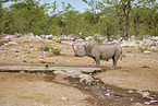 black rhino
