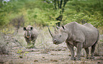 black rhinos