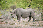 black rhino