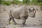 black rhino