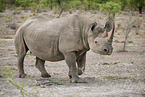 black rhino