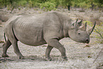 black rhino