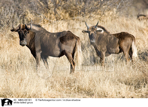 Weischwanzgnus / white-tailed gnus / MBS-06181