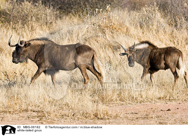 white-tailed gnus / MBS-06182