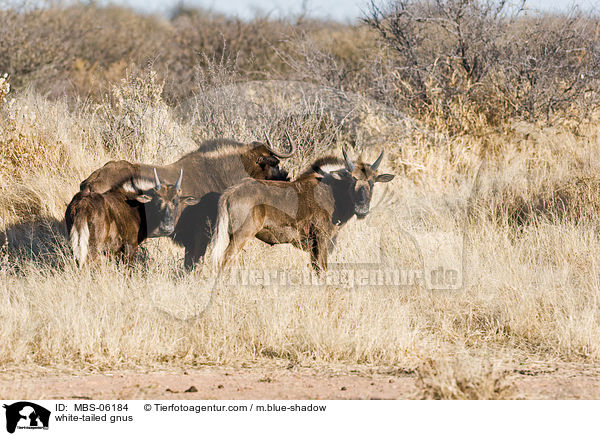 Weischwanzgnus / white-tailed gnus / MBS-06184