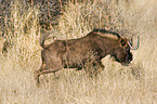 white-tailed gnu