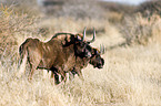 white-tailed gnus
