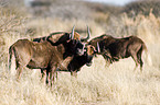 white-tailed gnus