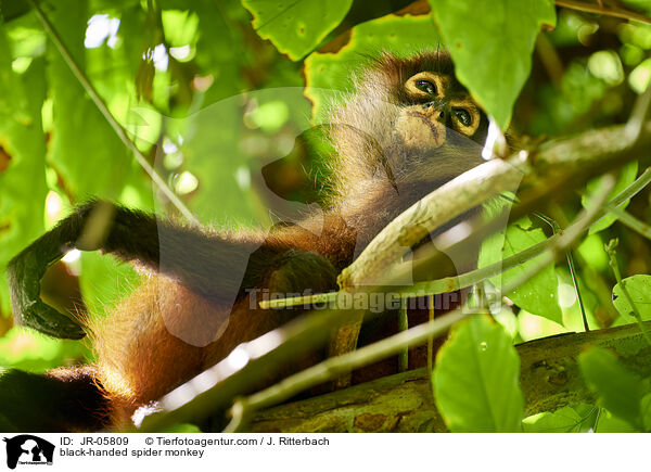 black-handed spider monkey / JR-05809