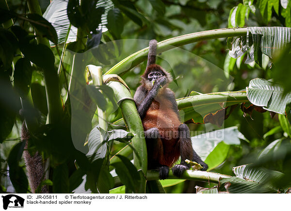 black-handed spider monkey / JR-05811