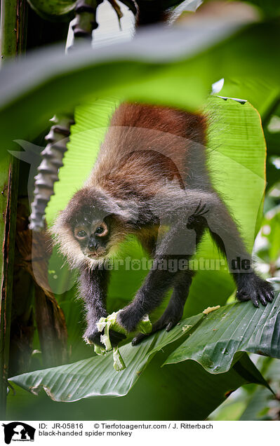 black-handed spider monkey / JR-05816