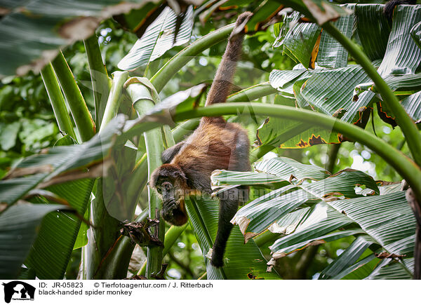black-handed spider monkey / JR-05823