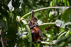 black-handed spider monkey