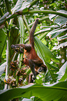 black-handed spider monkey