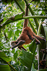 black-handed spider monkey