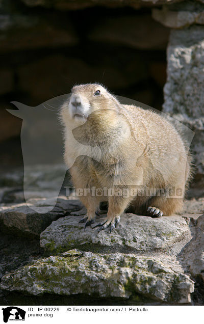 prairie dog / IP-00229