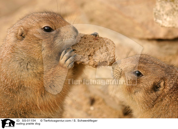 fressende Prriehunde / eating prairie dog / SS-01154